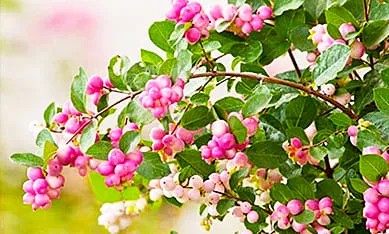 Саженцы эксклюзивных кустов