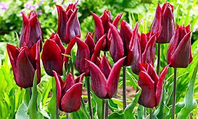 Луковицы лилиецветных тюльпанов