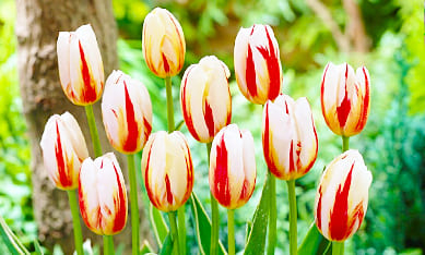 Луковицы крупноцветковых тюльпанов