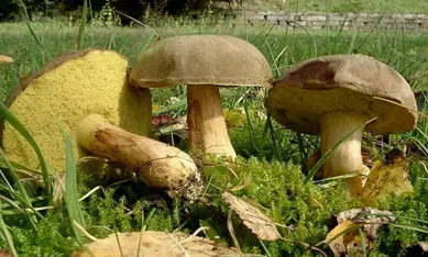 купити міцелій моховика