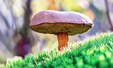 купить мицелий моховика