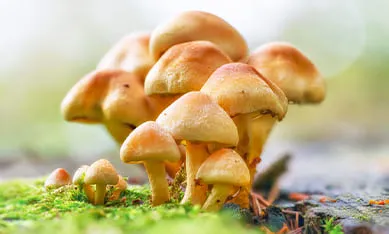 купить мицелий опенок
