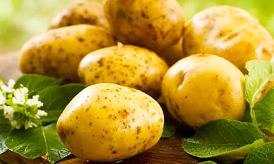 купить семена картофеля