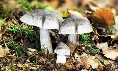 купить мицелий рядовки
