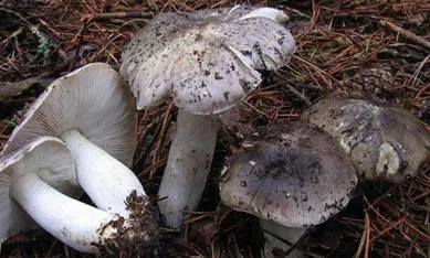 купити міцелій рядовка