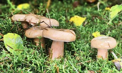 купить мицелий вулнушки
