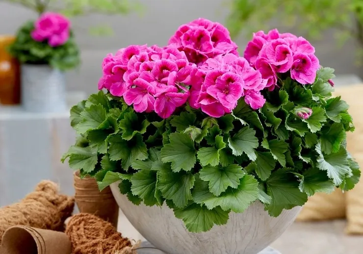 комнатные цветы купить