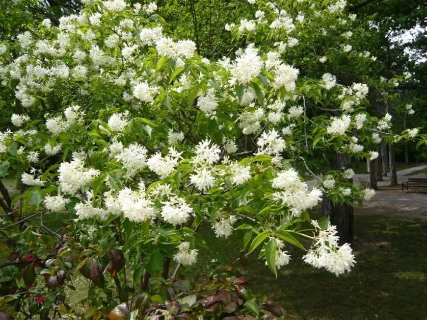 клекачка