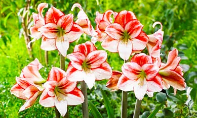 амариллис купить