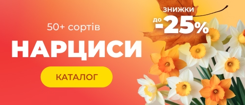 Купити жоржини зі знижкою