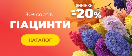 Купити гіацинти зі знижкою