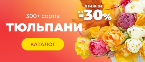 Купити тюльпани зі знижкою