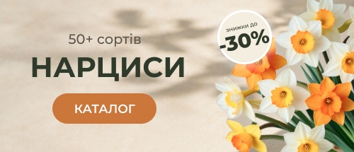 Купить нарциссы по скидке