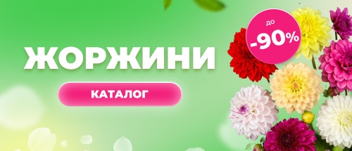 Купити жоржини зі знижкою