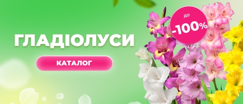 Купити гладіолуси зі знижкою