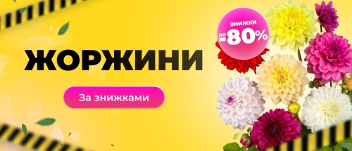 Купити жоржини зі знижкою