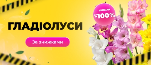 Купити гладіолуси зі знижкою
