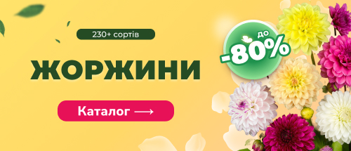 Купити жоржини зі знижкою