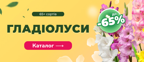 Купити гладіолуси зі знижкою