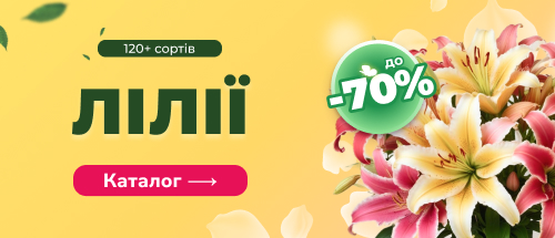 Купити лілії зі знижкою