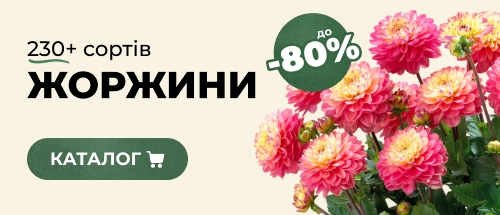 Купити жоржини зі знижкою