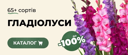 Купити гладіолуси зі знижкою
