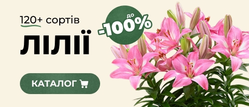 Купити лілії зі знижкою