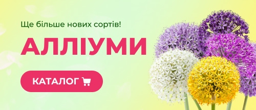 Купити гладіолуси зі знижкою