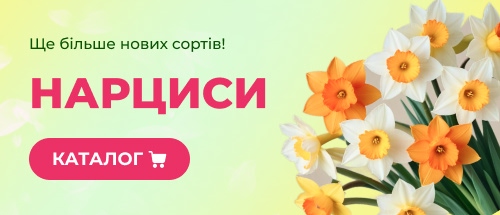 Купити жоржини зі знижкою