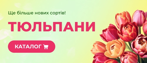 Купити тюльпани зі знижкою