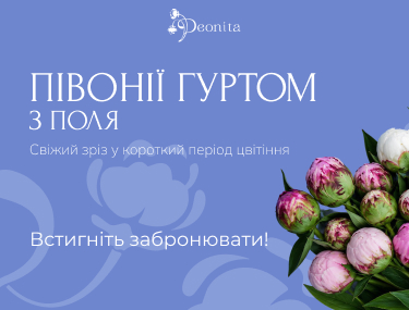 Пионы оптом с поля Peonita