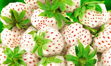 Саженцы белой клубники и земляники