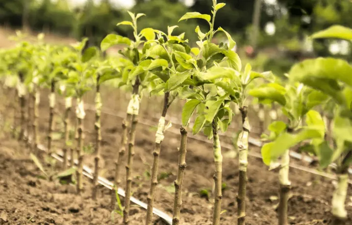 акция на саженцы плодовых