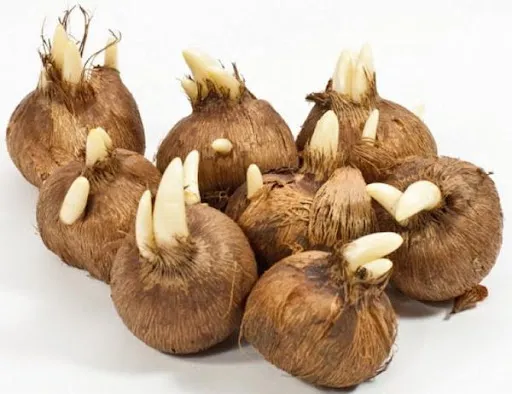 луковицы крокусов 