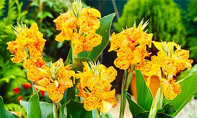 Клубни зеленолистной канны