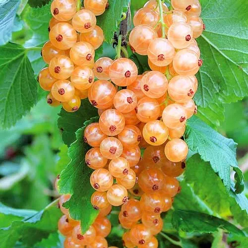 саженцы смородины розовой