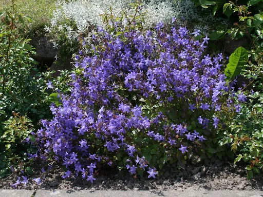 кампанула блауранка