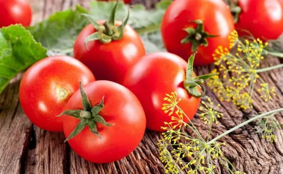 семена традиция купить
